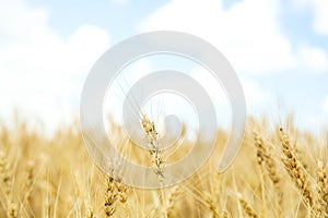 Golden wheat in grain field