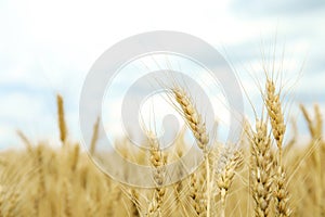 Golden wheat in grain field