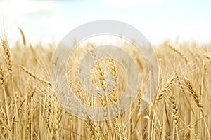 Golden wheat in grain field