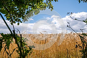 Golden wheat grain on a field in the summer