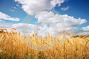 Golden wheat grain on a rural field