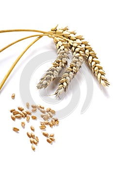 Golden wheat and grain on white background.