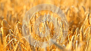 Golden wheat growing