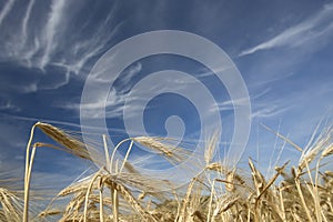 Golden wheat growing in a farm field