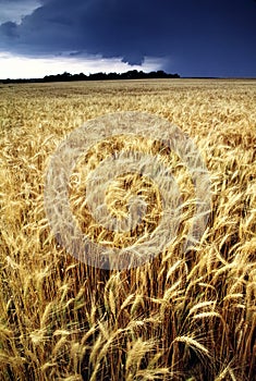 Golden Wheat Harvest threatened by Summer Thunderstorm