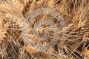 Golden wheat harvested