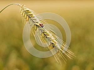 Golden wheat with ladybird