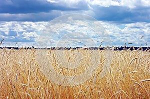 Golden wheat on the plant