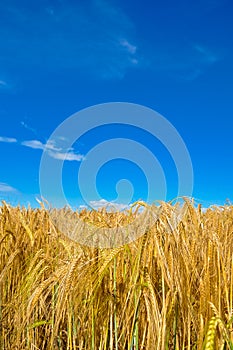 Golden wheat plant meadow under a blue vivid sky