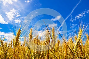 Golden wheat plant meadow under a blue vivid sky