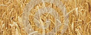 Golden wheat poster