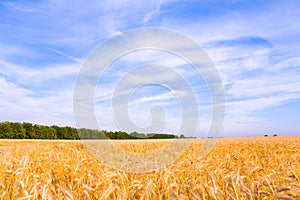 Golden wheat ready for harvest growing