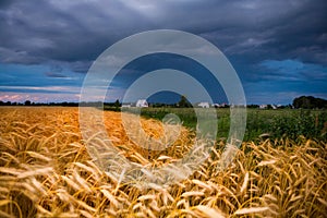 Golden wheat ready for harvest growing in farm