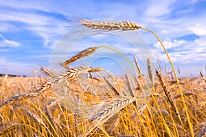 Golden wheat ready for harvest growing in a farm