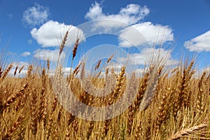 Golden Wheat Ready to Harvest Close Up
