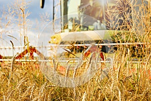 Golden wheat rye close-up in the background is big harvester