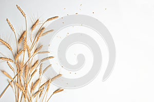 Golden wheat and rye ears, dry yellow cereals spikelets on light blue background, closeup, copy space