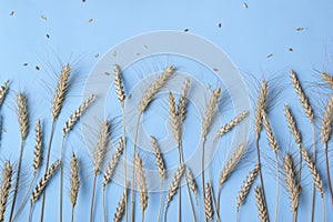 Golden wheat and rye ears, dry yellow cereals spikelets on light blue background, closeup, copy space