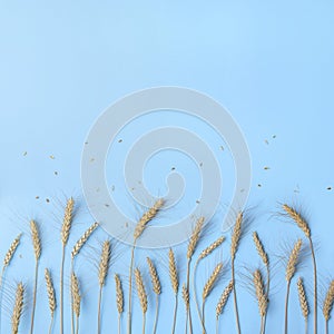 Golden wheat and rye ears, dry yellow cereals spikelets in row on light blue background, closeup, copy space