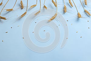 Golden wheat and rye ears, dry yellow cereals spikelets in row on light blue background, closeup, copy space, selective focus