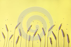 Golden wheat and rye ears, dry yellow cereals spikelets in row on light yellow, background, closeup, copy space