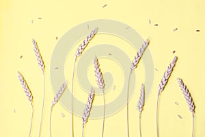 Golden wheat and rye ears, dry yellow cereals spikelets in row on light yellow, background, closeup, copy space
