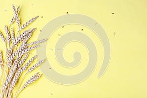 Golden wheat and rye ears, dry yellow cereals spikelets on yellow, background, closeup, flat lay, top view, copy space