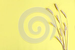 Golden wheat and rye ears, dry yellow cereals spikelets on yellow, background, closeup, flat lay, top view, copy space