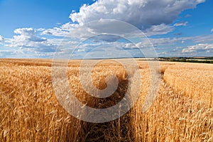 Golden wheat and rye field under blue sky in Ukraine