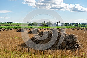 Golden Wheat Sheaves in the Field