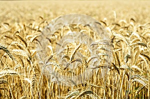 Golden Wheat