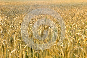 Golden Wheat