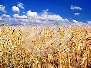 Golden Wheat and Sky in background