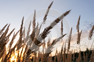 Golden wheat spike at sunset