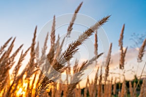 Golden wheat spike at sunset