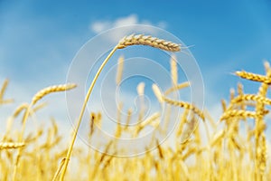 Golden wheat spikelet in field and blue sky