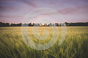 Golden wheat spikelets growing on lush field