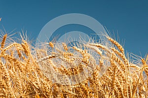 Golden wheat spikes with blue sky