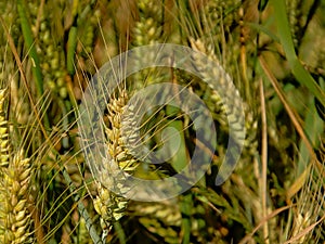 Golden wheat spikes, close-up