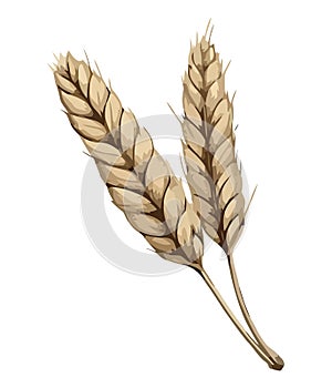 Golden wheat spikes symbolize healthy autumn harvest