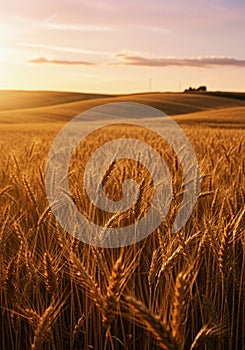 Golden wheat (Triticum aestivum) fields stretch across gently rolling hills under a photo