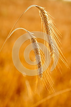 Golden wheat two spikes of ripe cereal