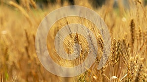 Golden wheat in the wheat field