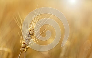 Golden wheat in the wheat field