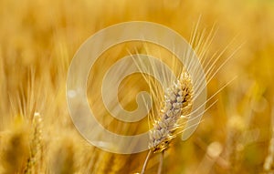 Golden wheat in the wheat field