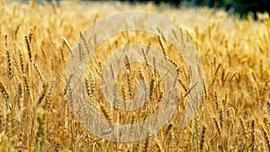 Golden wheat in the wheat field