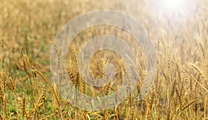 Golden wheat in the wheat field