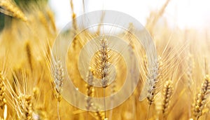 Golden wheat in the wheat field