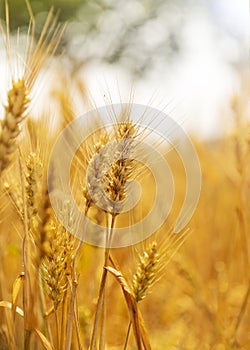 Golden wheat in the wheat field