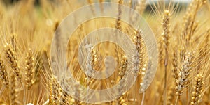 Golden wheat in the wheat field